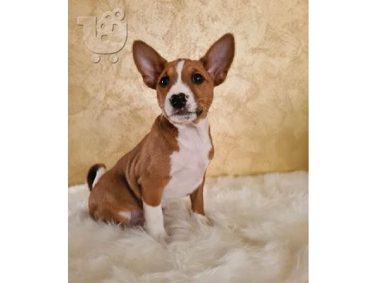 PoulaTo: Basenji TOP κουτάβια